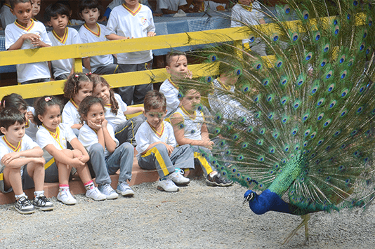 Fazendinha Cia dos Bichos