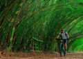 Parque Cemucam